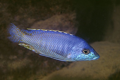Mylochromis sp. 'lateristriga nkhata' Nkhata Bay